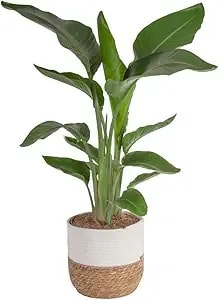 Costa Farms White Bird Of Paradise Live Plant In Decorative Pot, Large Indoor Houseplant, Perfect For Home, Room, Or Office Decor, Great House Warming Or Birthday Gift, 2-3 Feet Tall